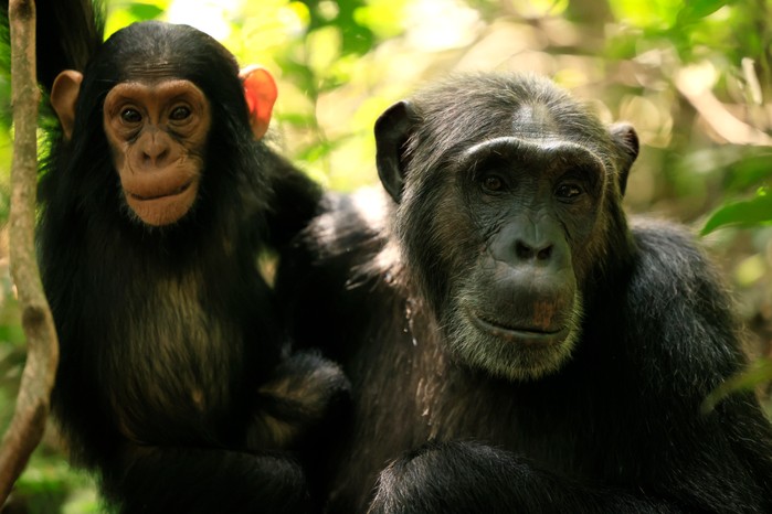 Two chimps, one a mother, one a baby, looking forward in Chimp Empire