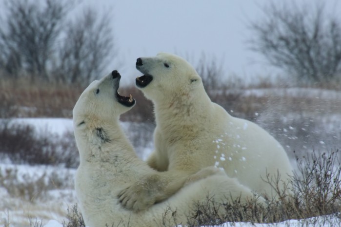 Polar bears in Our Living World fighting